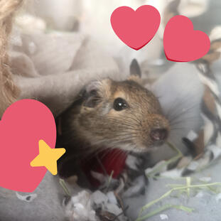 baby degu peeking out of a blanket with cartoon hearts